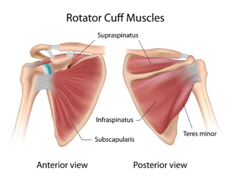 Rotator Cuff Injuries - Enhance Physiotherapy